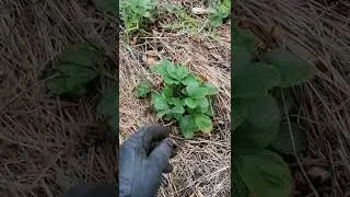 Ремонтантные сорта клубники, Как сделать чтобы они были сладкие и крупные.