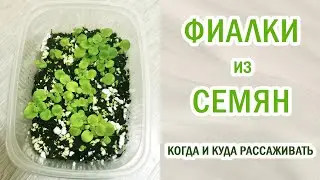 Сеянцы фиалок, стрептокарпусов.Фиалки из семян.Когда пикировать.Селекция. 