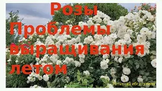 Розы Проблемы выращивания летом
