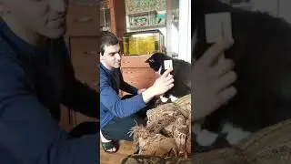 почесушки котика