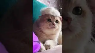 Делаем шапочку для кота из шерсти!