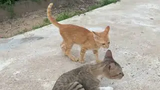 Time to Walk Cats