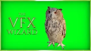 Owl Looking Around ◈ Green Screen FREE VFX ◈ Real Owl Footage Chroma Key