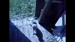 Дикие дачные кошки