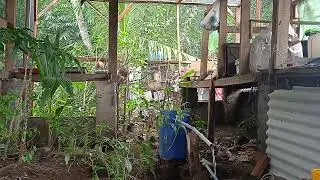 aktivitas burung di aviari