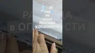 Сеянцы🌱растут!