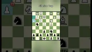 Opening trap for black | Siberian Trap 