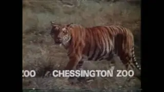 1976 United Kingdom Adverts & 1981 鈴鹿グレート20 スーパーシビック