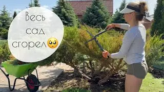 Почти весь сад сгорел | стрижка можжевельников