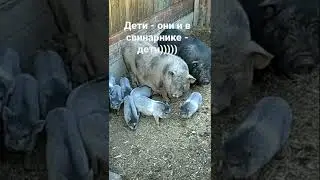 вьетнамские поросята - любопытные, как и все детки!