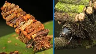Bagworm Moth - Animal of the Week