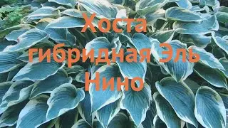 Хоста гибридная Эль Нино (hosta) 🌿 хоста Эль Нино обзор: как сажать саженцы хосты Эль Нино