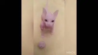 BJD Doll sphinx cat light beige / БЖД кукла шарнирная кошка сфинкс светло бежевая