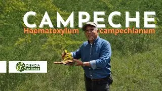 Campeche o palo de tinta, Haematoxylum campechianum 🌳