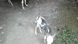 Пестрый ишак