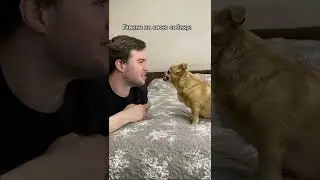 Злая собака