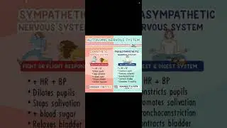 Autonomic Nervous System