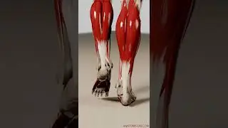 Revealing Outer Muscular Dynamics: 3D Animation Walk Cycle (Side View, Outer Muscle Layers Visible)