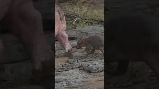 Baby Hippo‘s first steps 😍#hippo #hippobaby #babyanimals #cutenessoverload #maasaimara