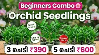 “Beginners Combo 🌸 | Dendrobium Orchid Seedlings | 3 ചെടി ₹390 | Limited Stock”