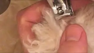 Puppy nail clipping how to with people nail clippers