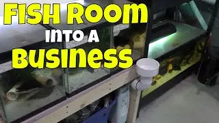 How one Hobbyist turned his Fish Room into a Business