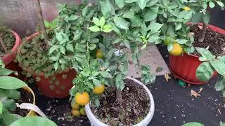 Цитрусовые растения завязывают плоды Киевская область