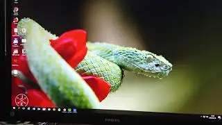 VideoWallpaper