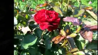 Красивые фото и стихи для души, позитив