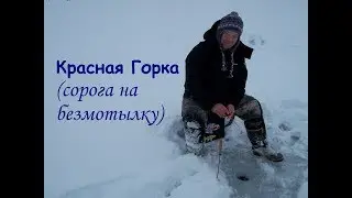 сорога на безмотылку (Красная Горка)