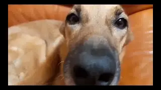 Рыжая собака НЮХАЕТ КАМЕРУ!
