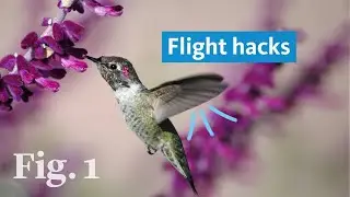 Secrets of hummingbird flight revealed with slow-motion cameras