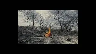 dry branch burning in a forest fire