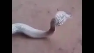 Приколы. змея и яйца.