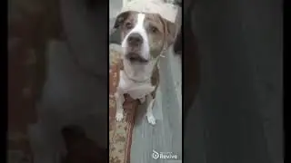 roxy singing