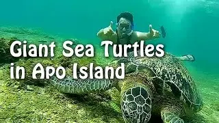 Giant Sea Turtles in Apo Island! | Negros Oriental, Philippines