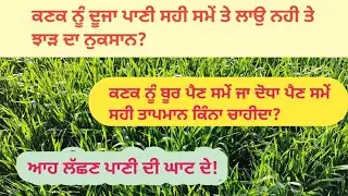 ਕਣਕ ਨੂੰ ਦੂਜਾ ਪਾਣੀ ਸਹੀ ਸਮੇਂ ਤੇ ਲਾਉਣਾ ਬਹੁਤ ਜ਼ਰੂਰੀ? ਬੂਰ ਜਾ ਦੋਧਾ ਪੈਣ ਸਮੇਂ ਸਹੀ ਤਾਪਮਾਨ ਕਿੰਨਾ ਚਾਹੀਦਾ?