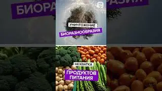 Что будет с нами если пчелы исчезнут? #shorts