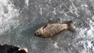 Нашел лужу с кучей РЫБЫ. ПОДВОДНАЯ СЪЁМКА.КАРП .КАРАСЬ.ЩУКА.ОКУНЬ.Рыбалка в Запорожье.