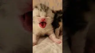 Kittens meow for mother cat