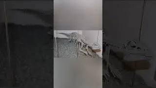 Hypsilophodon Explained..🦖💨⚡ 