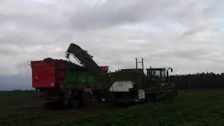 Уборка саженцев клубники