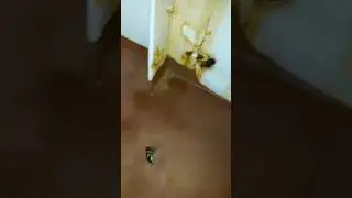 МОНСТР | Они действительно существуют #shorts