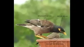 The Common Myna bird. /કાબર/ઘોડા કાબર