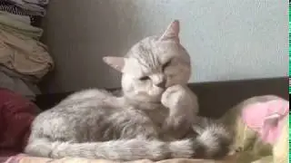 Кошачий маникюр!Здорово!И просто!)))