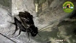 GRILLO NEGRO