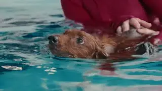 Lyle's Story: Canine Hydrotherapy with Endless Pools®