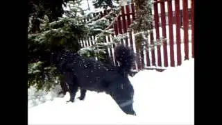 Dog& fun with snow