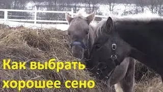 Сено для лошадей. Простой способ отличить хорошее от плохого.