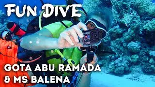 🤿 Fun Dive on Gota Abu Ramada & MS Balena